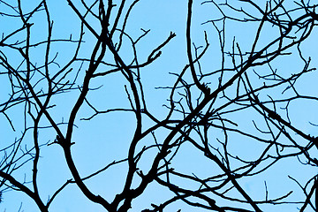 Image showing Black branches on a background of the dark cold sky. Background 