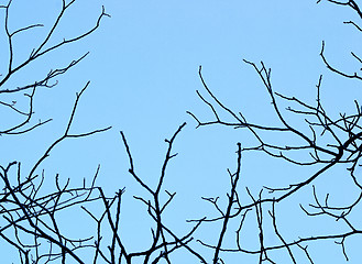 Image showing Black branches on a background of dark sky. Background for Hallo