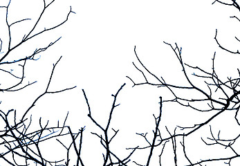 Image showing Black branches on a white background. Background for Halloween.