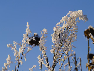 Image showing Frost