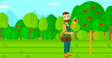 Image showing Farmer collecting apples.