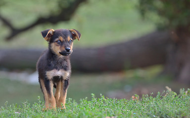 Image showing Sad homeless stray dog 