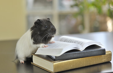 Image showing guinea pig reading