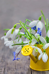 Image showing Snowdrops in a decorative bucket