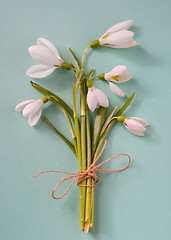 Image showing Macro snowdrops bucket 