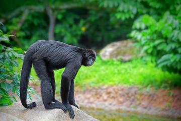 Image showing Wild Spider Monkey