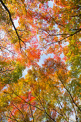 Image showing Colorful autunm treetops.