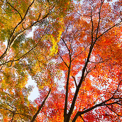Image showing Colorful autunm treetops.