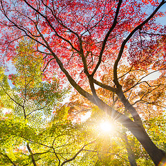 Image showing Colorful autunm treetops.