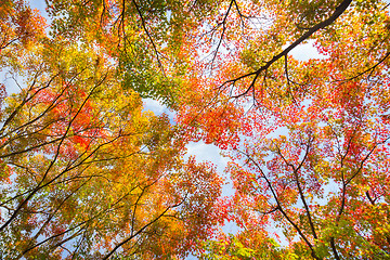 Image showing Colorful autunm treetops.