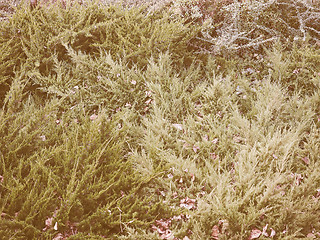 Image showing Retro looking Green leaves greenery background