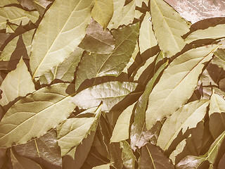 Image showing Retro looking Bay tree leaf