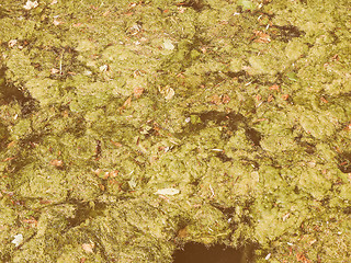 Image showing Retro looking Green algae