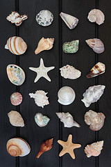 Image showing Shells