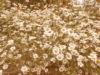 Image showing Retro looking Camomile flower