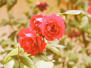 Image showing Retro looking Red rose