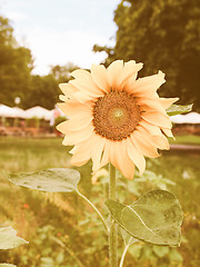 Image showing Retro looking Sunflower flower