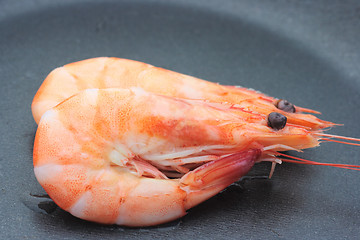 Image showing Two shrimps