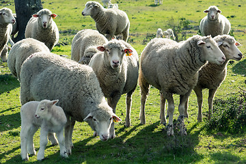 Image showing Sheeps in a Meadow in the Mountains