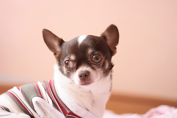 Image showing chihuahua