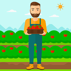 Image showing Farmer collecting tomatos.