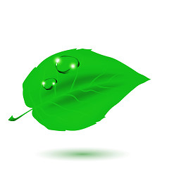 Image showing Green Leaf and Water Drop