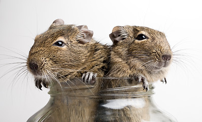 Image showing two mice in jar