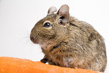 Image showing rodent with carrot