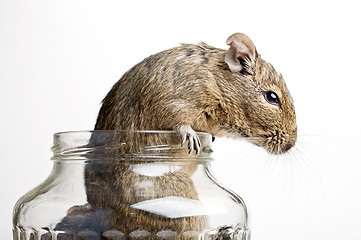 Image showing mouse in jar