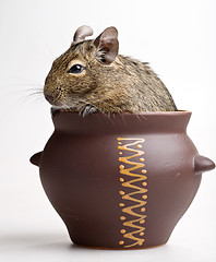 Image showing mouse in pot