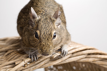 Image showing mouse on basket