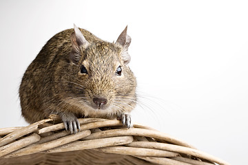 Image showing degu hamster