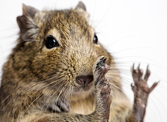 Image showing degu rodent