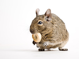 Image showing rodent with crisp