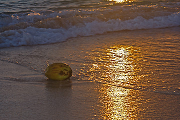 Image showing Coconut