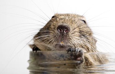 Image showing fat hamster in jar