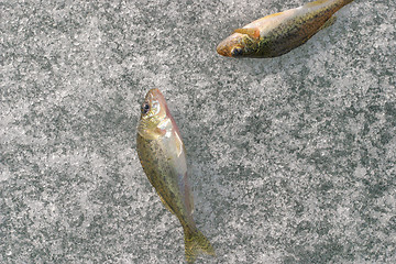 Image showing Fishs on ice