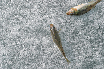 Image showing Fishs on ice