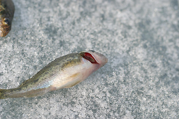 Image showing live fish. red gills