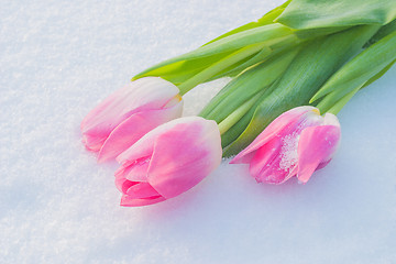 Image showing Spring card with tulips in the snow