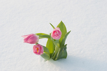 Image showing Spring card with tulips in the snow