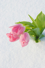 Image showing Spring card with tulips in the snow