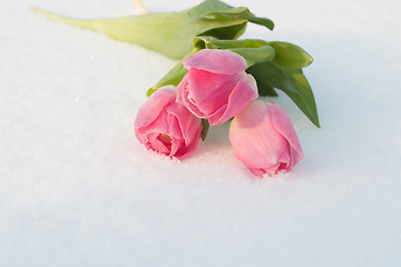 Image showing Spring card with tulips in the snow