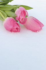 Image showing Spring card with tulips in the snow