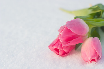 Image showing Spring card with tulips in the snow