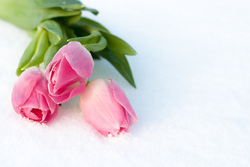 Image showing Spring card with tulips in the snow