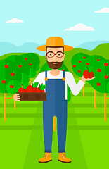 Image showing Farmer collecting apples.