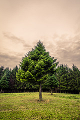 Image showing Pine tree on a green meadow