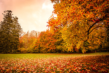 Image showing Autumn leaves under a tree in the park