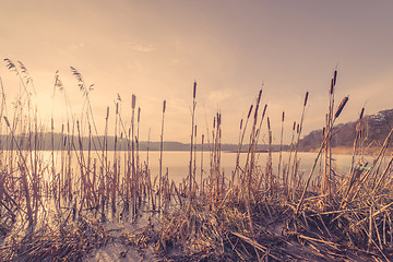 Image showing Reeds in a frozen lake in the sunset